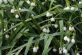 Leucojum aestivum  subsp. aestivum